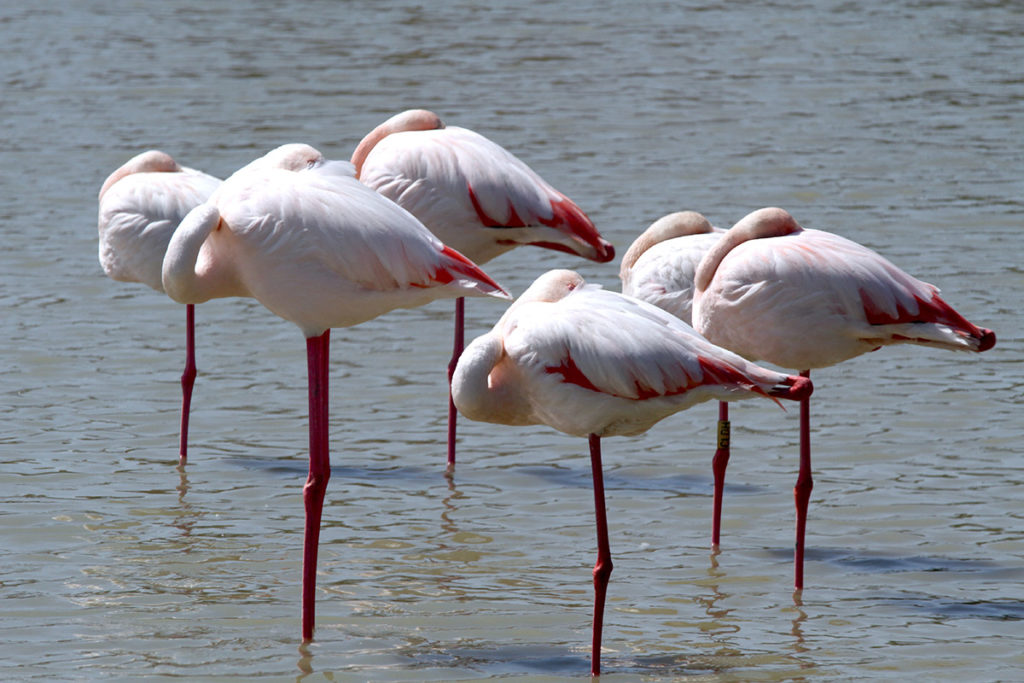 Flamingi na salinach