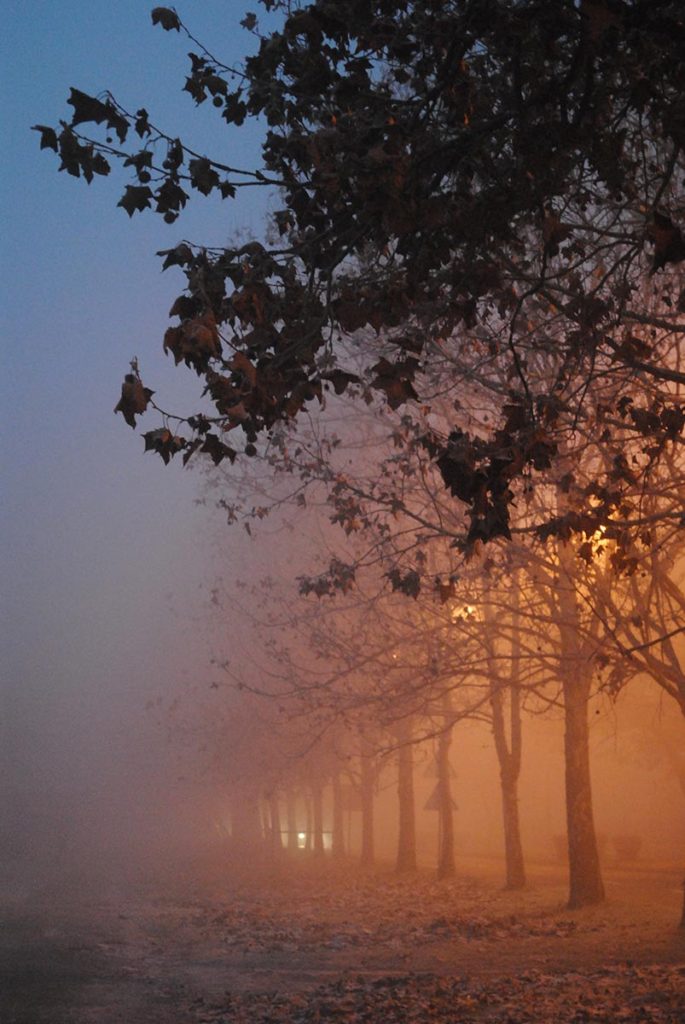 mgła w parku